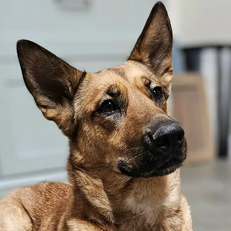 Nala Schmiedigen